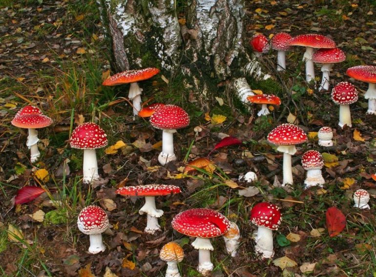 Удивительный мир мухоморов: польза и применение